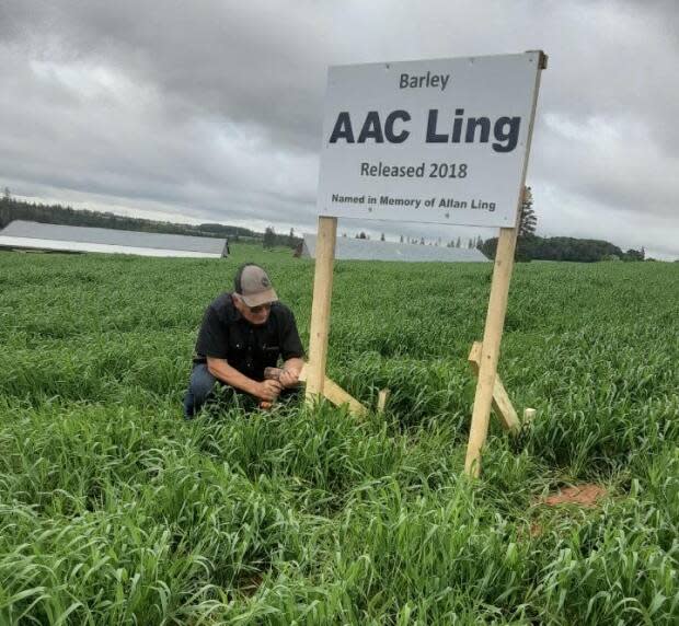 Growing a legacy: P.E.I. farmer plants barley named for late brother