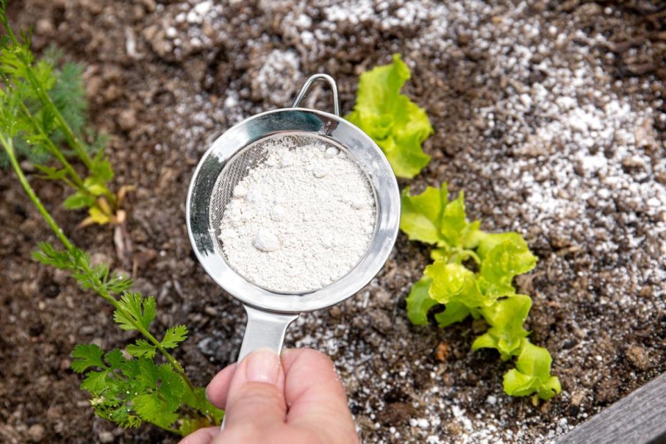 Spreading white powder DE into garden bed