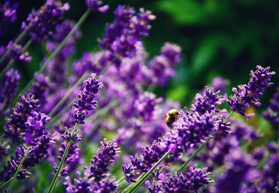 Lavendel riecht nicht nur angenehm, sondern verscheucht auch Plagegeister. (Bild: Getty Images)