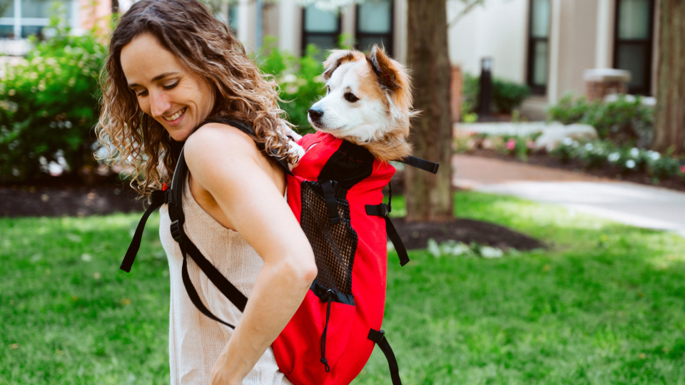 After food, water, and a sturdy leash, the K9 Sport Sack is our must-have.