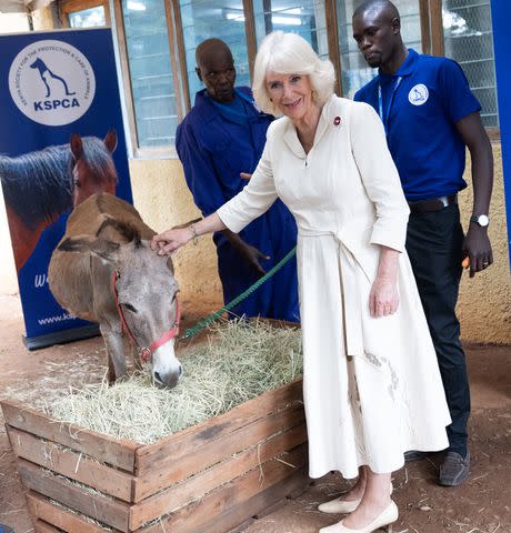 <p>Samir Hussein/WireImage</p> Queen Camilla meets a donkey on Nov. 1, 2023