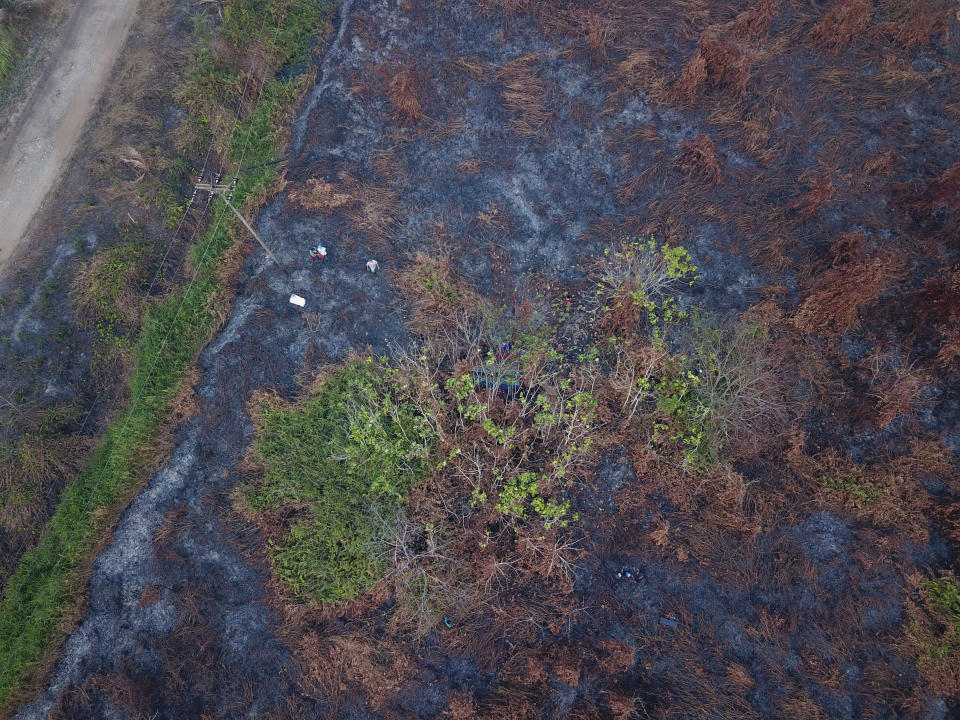 Orangutan rescue