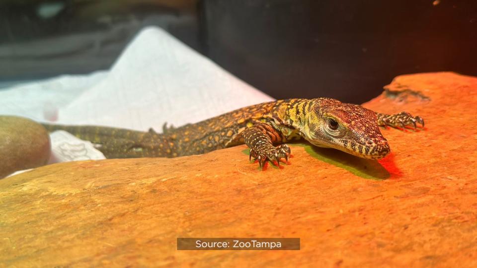 For the first time ever, ZooTampa at Lowry Park hatched endangered Komodo dragons.