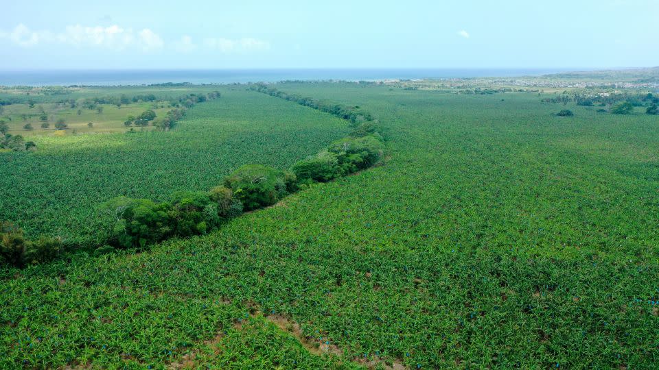 An aerial view of banana plantations in Apartado, Antioquia department, Colombia, on June 11, 2024. - Danilo Gomez/AFP/Getty Images