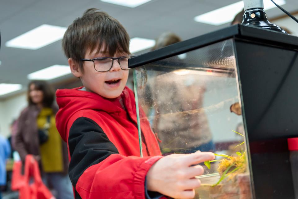 Hayden Speeter examines the animals on display during the Earth Plus Expo, presented by Earth Week Plus, at the Cheboygan Area Public Library on Saturday, April 20, 2024.