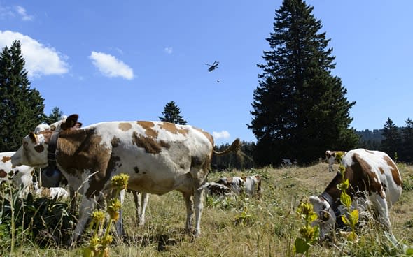 Switzerland 'steals' French water to help thirsty cows