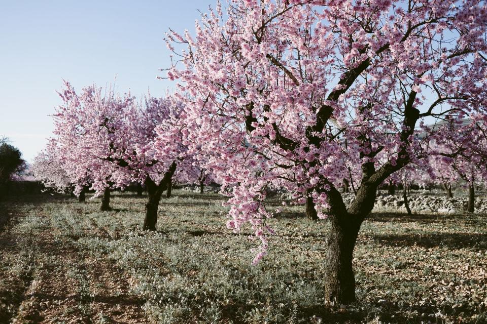 blossoming pink almond orchard