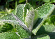 <body> <p>Besides having a fresh, clean aroma, peppermint oil is a natural pesticide. Mix 1/2 teaspoon of it with lemon juice and water, and you've got yourself a great-smelling natural glass cleaner that will discourage flies, ants, and other bugs from entering your house through your <a rel="nofollow noopener" href=" http://www.bobvila.com/single-sash-windows/3718-know-your-window-styles-10-popular-designs/slideshows?bv=yahoo" target="_blank" data-ylk="slk:windows;elm:context_link;itc:0;sec:content-canvas" class="link ">windows</a>.</p> <p><strong>Related: <a rel="nofollow noopener" href=" http://www.bobvila.com/get-rid-of-flies/44356-pests-be-gone-10-natural-ways-to-make-your-home-critter-free/slideshows?bv=mp?bv=yahoo" target="_blank" data-ylk="slk:Pests, Be Gone! 10 Natural Ways to Make Your Home Critter-Free;elm:context_link;itc:0;sec:content-canvas" class="link ">Pests, Be Gone! 10 Natural Ways to Make Your Home Critter-Free</a> </strong> </p> </body>