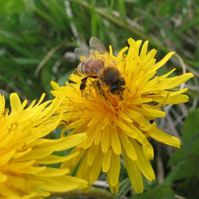 A honeybee on a dandelion in Sedgwick, Maine. Neither species is native to North America. <a href="https://flic.kr/p/cTp1g" rel="nofollow noopener" target="_blank" data-ylk="slk:G F/Flickr;elm:context_link;itc:0;sec:content-canvas" class="link ">G F/Flickr</a>, <a href="http://creativecommons.org/licenses/by/4.0/" rel="nofollow noopener" target="_blank" data-ylk="slk:CC BY;elm:context_link;itc:0;sec:content-canvas" class="link ">CC BY</a>