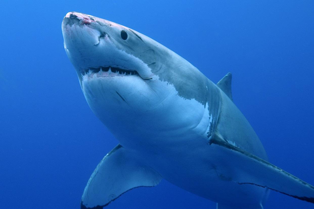 great white shark