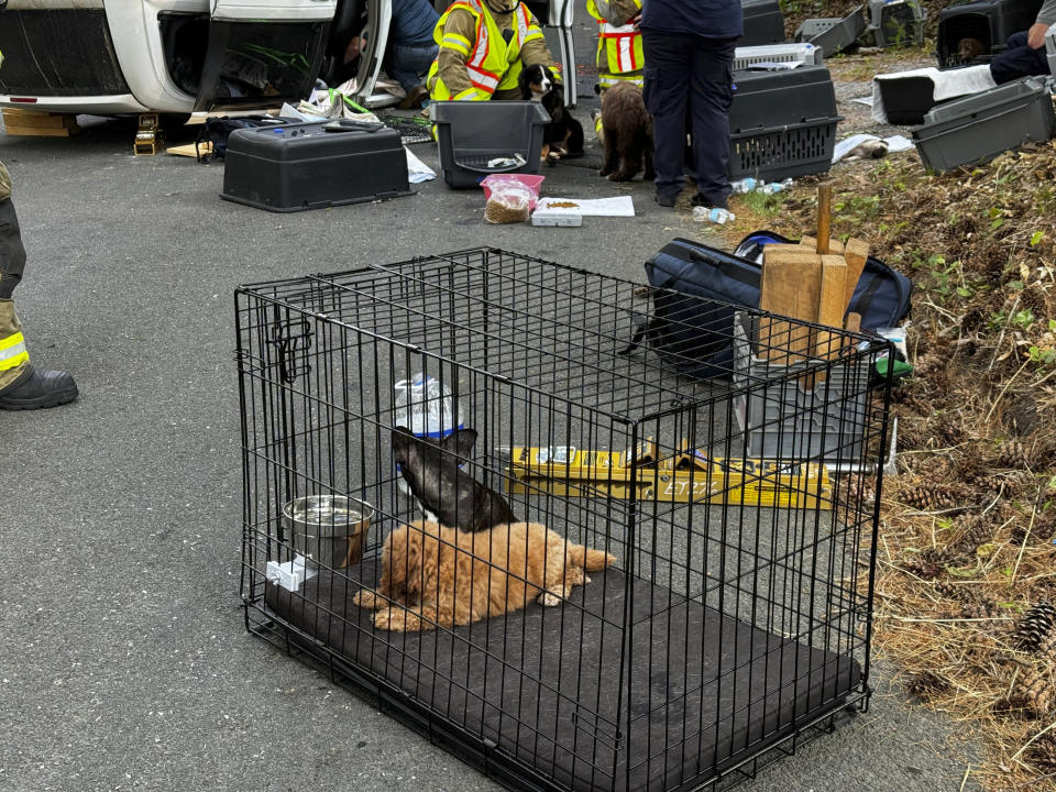 In this photo provided by Woodstock Volunteer Fire Association, a minivan carrying more than a dozen puppies hit a utility pole and rolled over in Woodstock, Conn., Thursday morning, June 20, 2024, injuring several dogs, authorities said. The driver was not seriously hurt, but several dogs were brought to a veterinarian center in nearby Massachusetts to be examined. (Josh Bottone/Woodstock Volunteer Fire Association via AP)