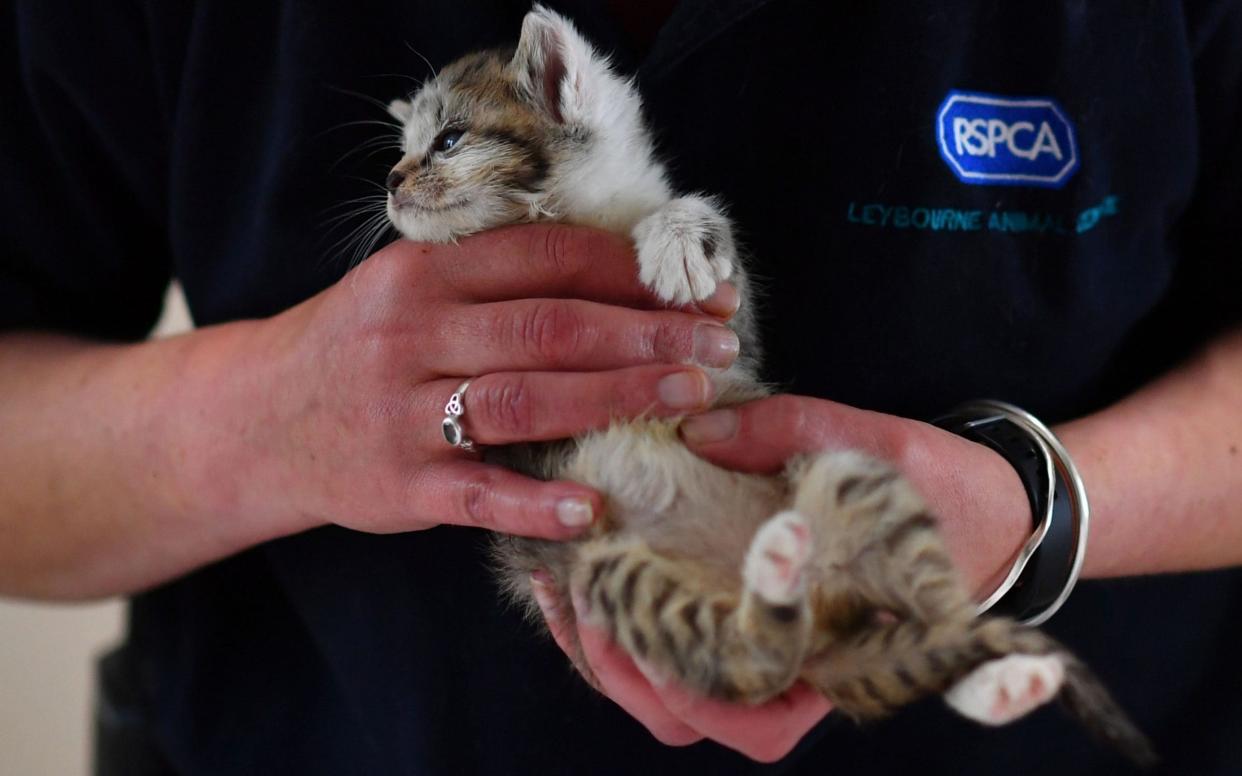A member of staff health checks an abandoned kitten at RSPCA Leybourne Animal Centre in south-east England, on May 27, 2020, during the COVID-19 pandemic. - Royal Society for the Prevention of Cruelty to Animals (RSPCA) frontline staff are classed as key workers and are continuing their work of rescuing and rehabilitating animals whilst the rest of the UK remains in lockdown - Ben Stansall/AFP