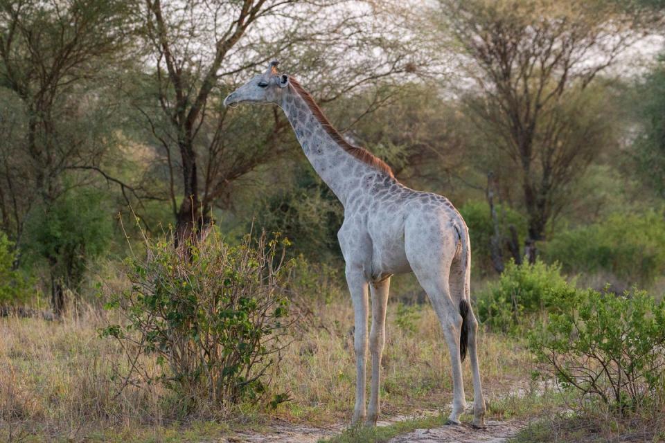 There's a word for animals with partial pigment loss.