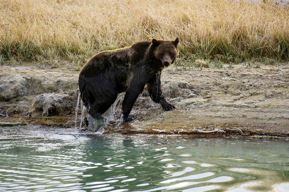 <p>KAREN BLEIER/AFP/GettyImages</p> Grizzly bear at Yellowstone National Park in 2012