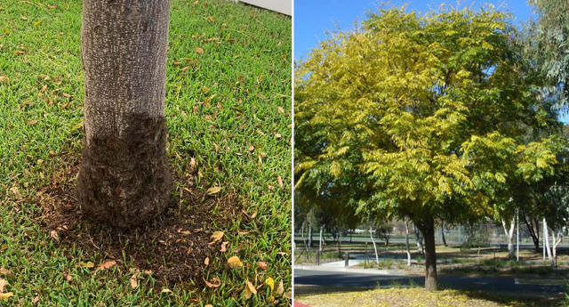 Warning after Aussie's common discovery at base of tree: 'Stay away