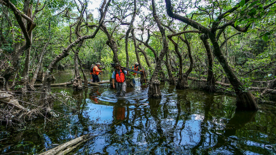 紅樹林保護海岸線，而且會吸收二氧化碳。(Photo by Big Cypress National Preserve on Flickr used under Creative Commons license)