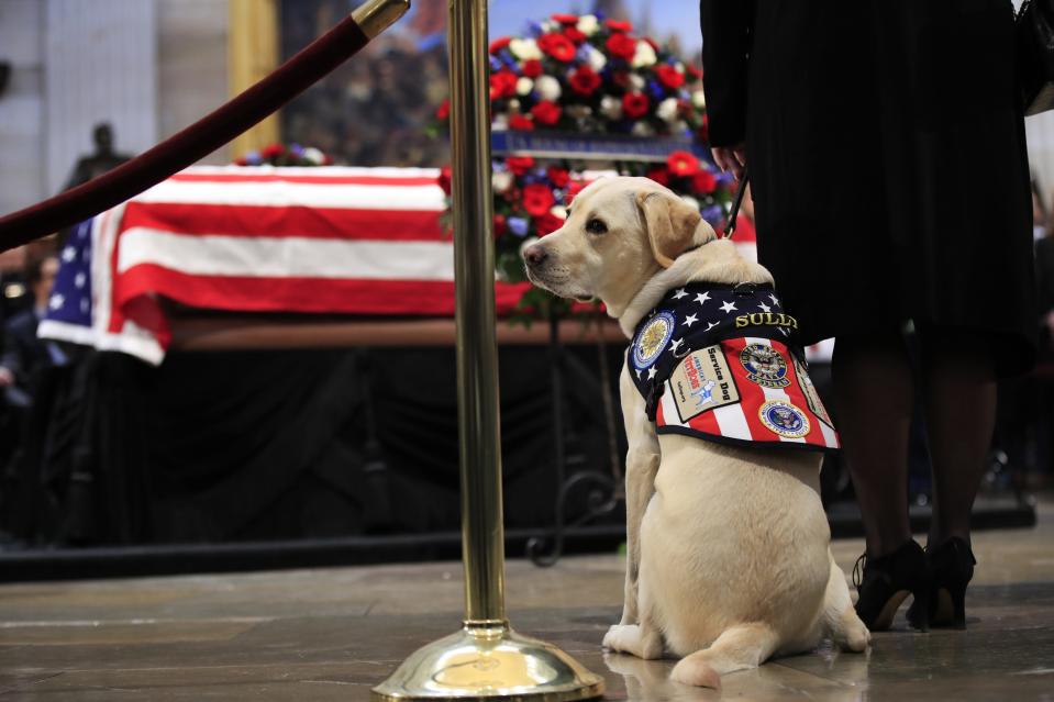 Sully, former President George H.W. Bush’s service dog, pays his respect as Bush lies in state at the U.S. Capitol in Washington on Dec. 4, 2018.