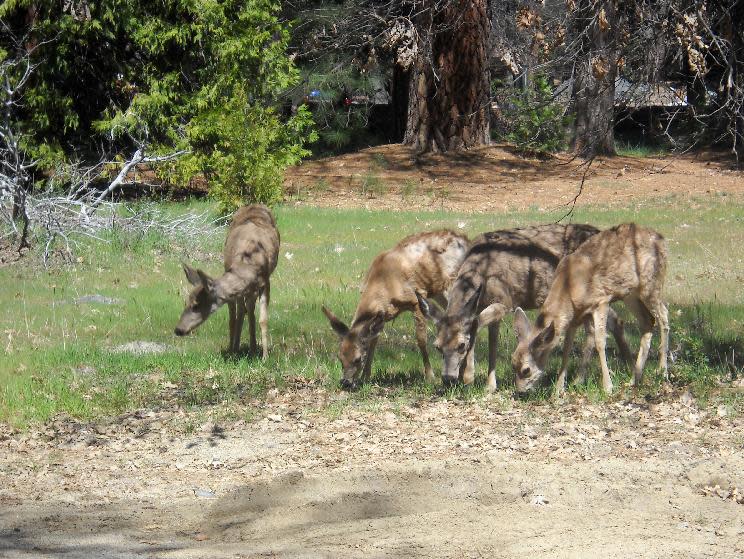 This April 2013 image shows mule deer grazing in Yosemite National Park in California. Wildlife and beautiful scenery from waterfalls to mountain views are easily accessible to visitors throughout the park. (AP Photo/Kathy Matheson)