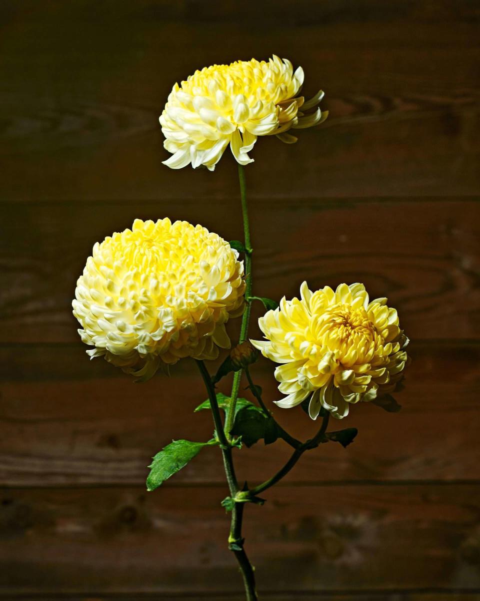 Primrose Tennis Heirloom Blooms