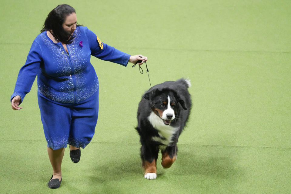 Ferguson, a Bernese mountain dog, competes in the working group at the 147th Westminster Kennel Club Dog show, Tuesday, May 9, 2023, at the USTA Billie Jean King National Tennis Center in New York. (AP Photo/Mary Altaffer)