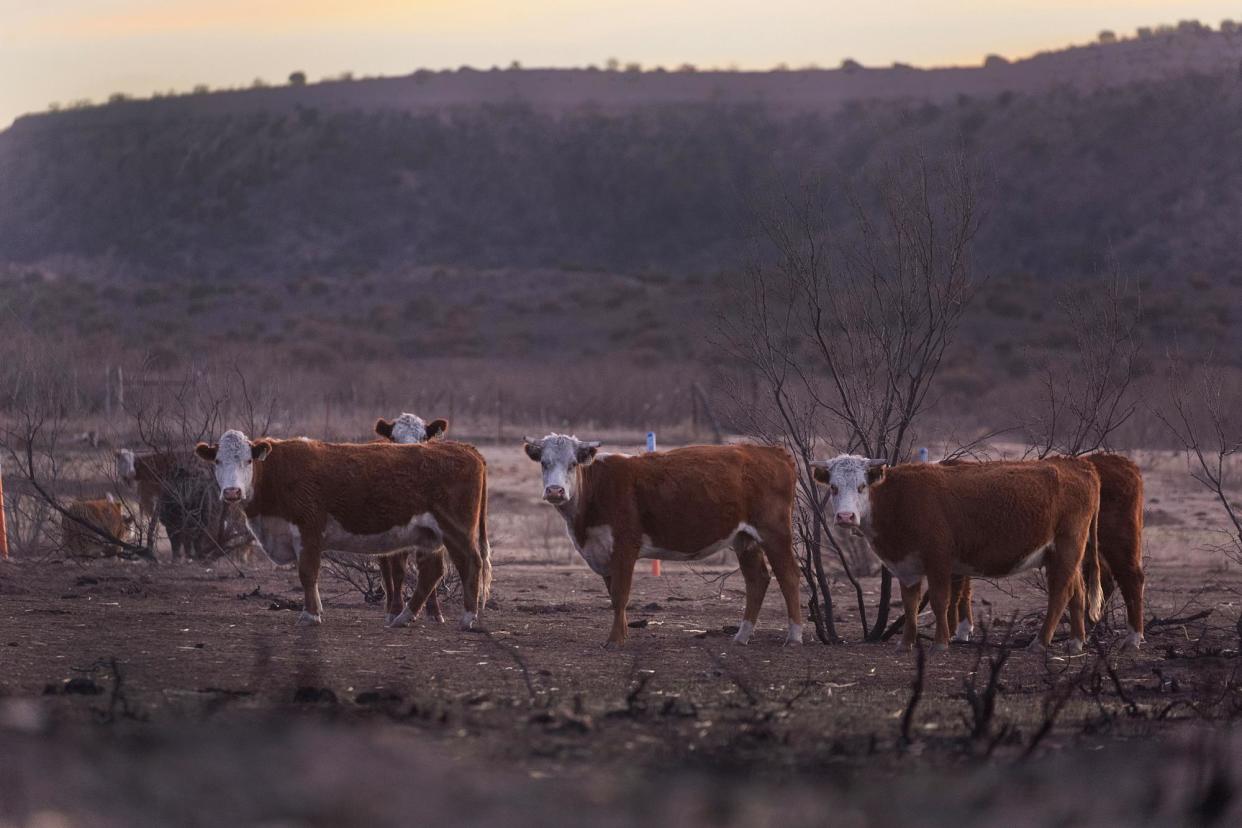 <span>Cattle on pastureland that was burned by the Smokehouse Creek fire in Texas, which consumed more than 1m acres.</span><span>Photograph: Scott Olson/Getty Images</span>