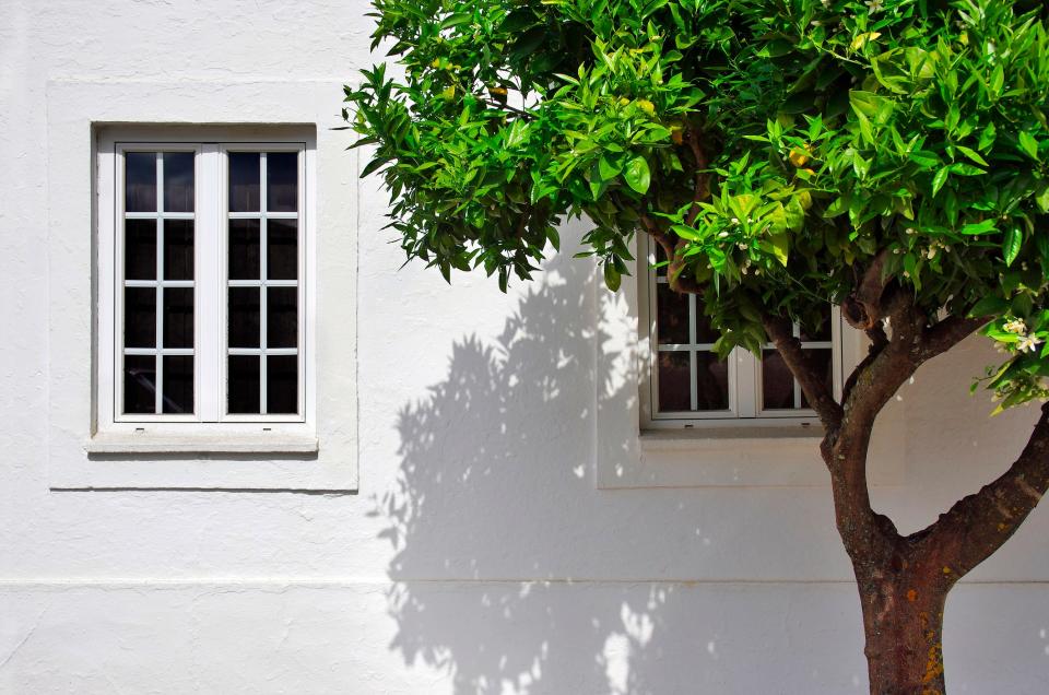 <h1 class="title">Tree growing outside house</h1><cite class="credit">Photo: Mint Images/Getty Images</cite>