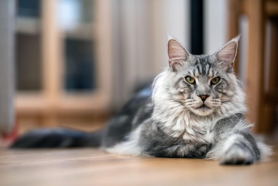 Maine Coon Cat