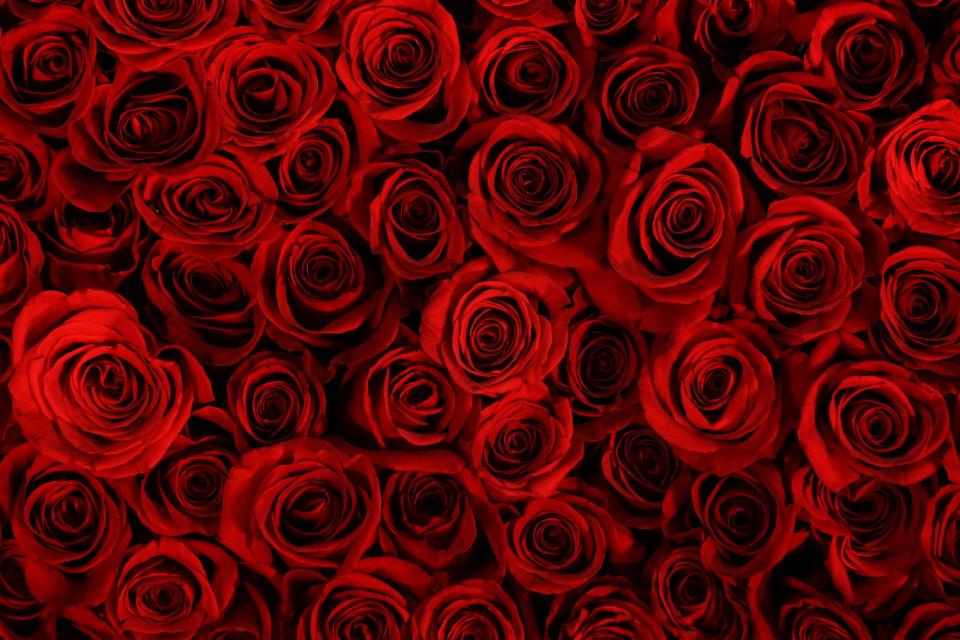 This Feb. 28, 2013 photo shows a many roses in a Schaffer Designs installation titled "Jack," as preparations are made for annual Philadelphia Flower Show at the Pennsylvania Convention Center in Philadelphia. More than 270,000 people are expected to converge on the Pennsylvania Convention Center for the event, which runs through March 10. Billed as the world's largest indoor flower show, it's also one of the oldest, dating back to 1829. (AP Photo/Matt Rourke)