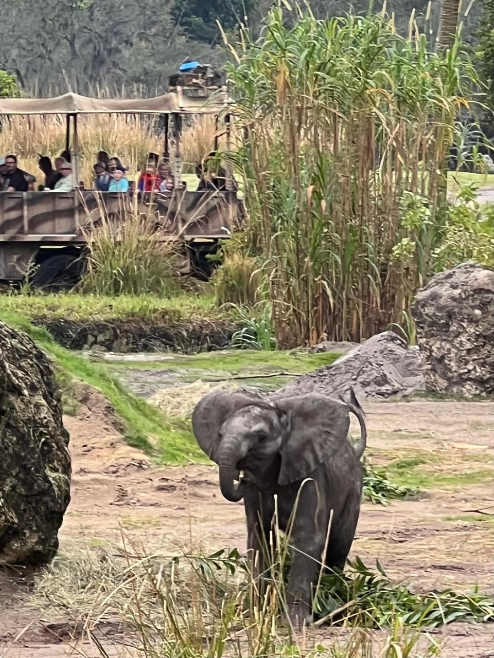 Guests on Kilimanjaro Safaris admire Corra from afar.