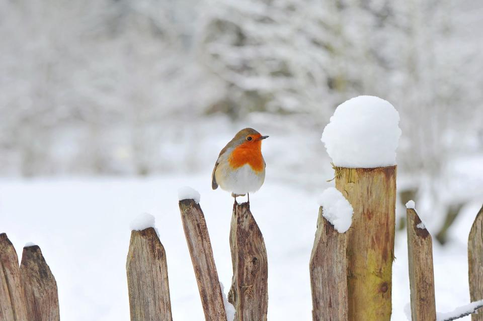 <p>England's national bird with a loud and proud red chest.</p>