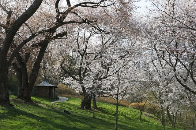 <p>Spencer Lenfield / Dumbarton Oaks</p>