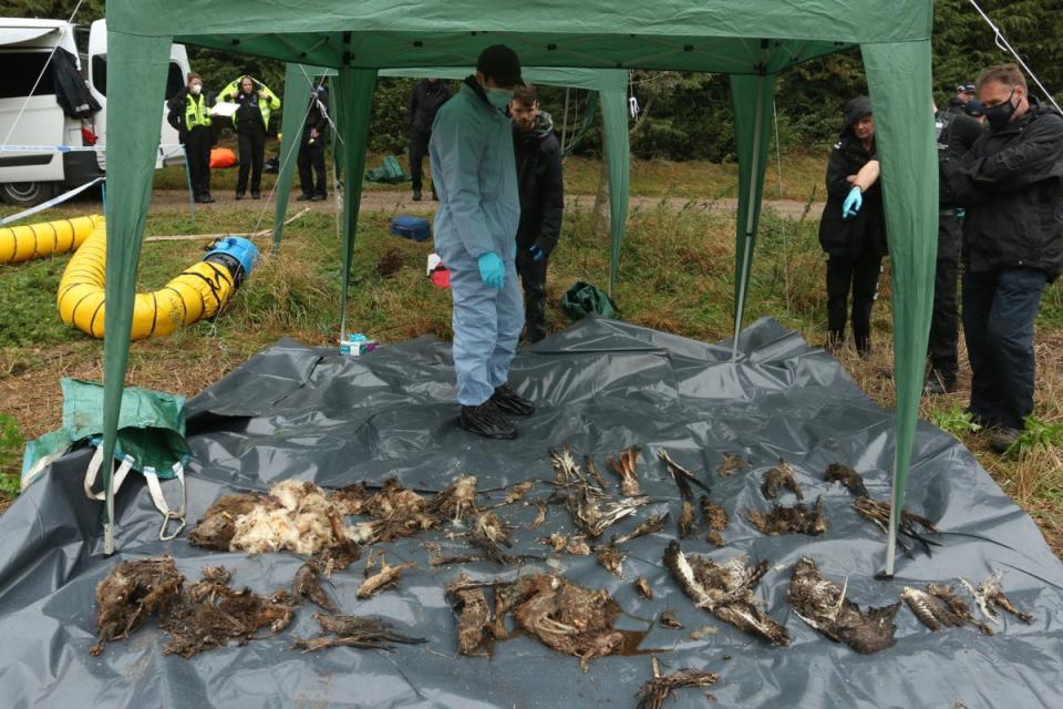 A ‘mass grave’ of illegally killed raptors was found down a well in Wales (RSPB)