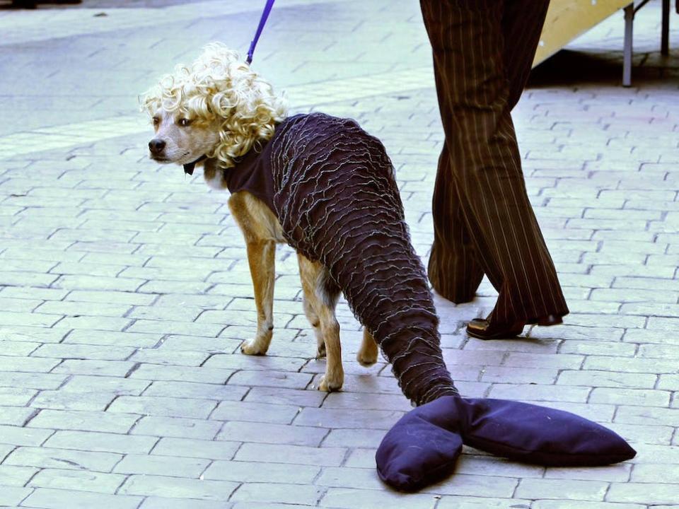 Dog costume