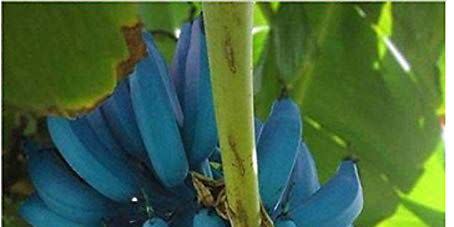 Ever Heard Of Blue Java Banana? It Tastes Just Like Vanilla Ice Cream -  Says Twitter User - NDTV Food