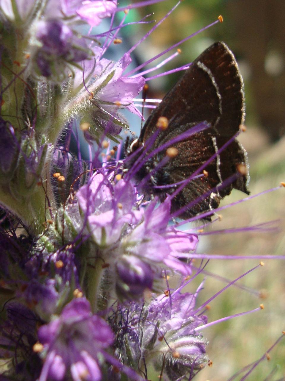 A butterfly is drawn to Purple Fringe at Rocky Mountain National Park.