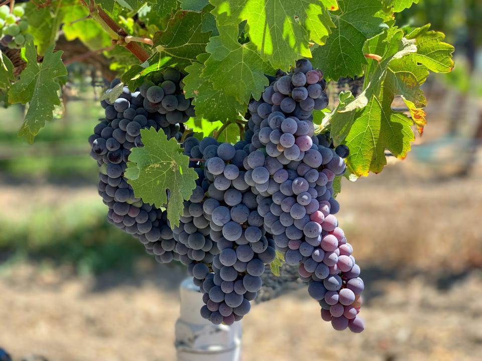 Cabernet Sauvignon grapes ripen on the vines at Spottswoode Winery in St. Helena, Calif. Grapes thrive in the sun, but too much heat can unbalance the delicate ripening process critical to fine wine making. Climate change has brought unprecedented heat spikes to Napa Valley, threatening the harvest yields.