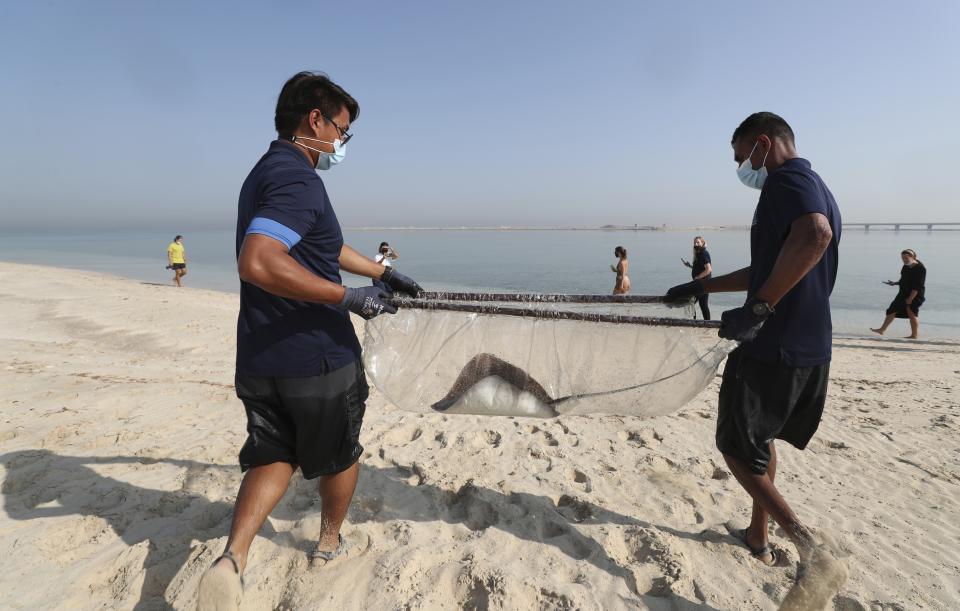 A stingray is being transferred to the Persian Gulf waters as part of a conservation project by the Atlantis Hotel, at the The Jebel Ali Wildlife Sanctuary, in Dubai, United Arab Emirates, Thursday, April 22, 2021. A team of conservationists are releasing baby sharks bred in aquariums into the open sea in an effort to contribute to the conservation of native marine species in the Persian Gulf. (AP Photo/Kamran Jebreili)