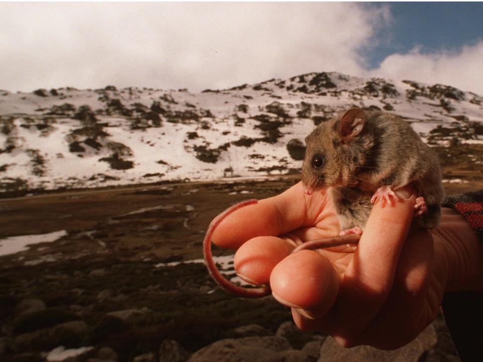 mountain pygmy possum