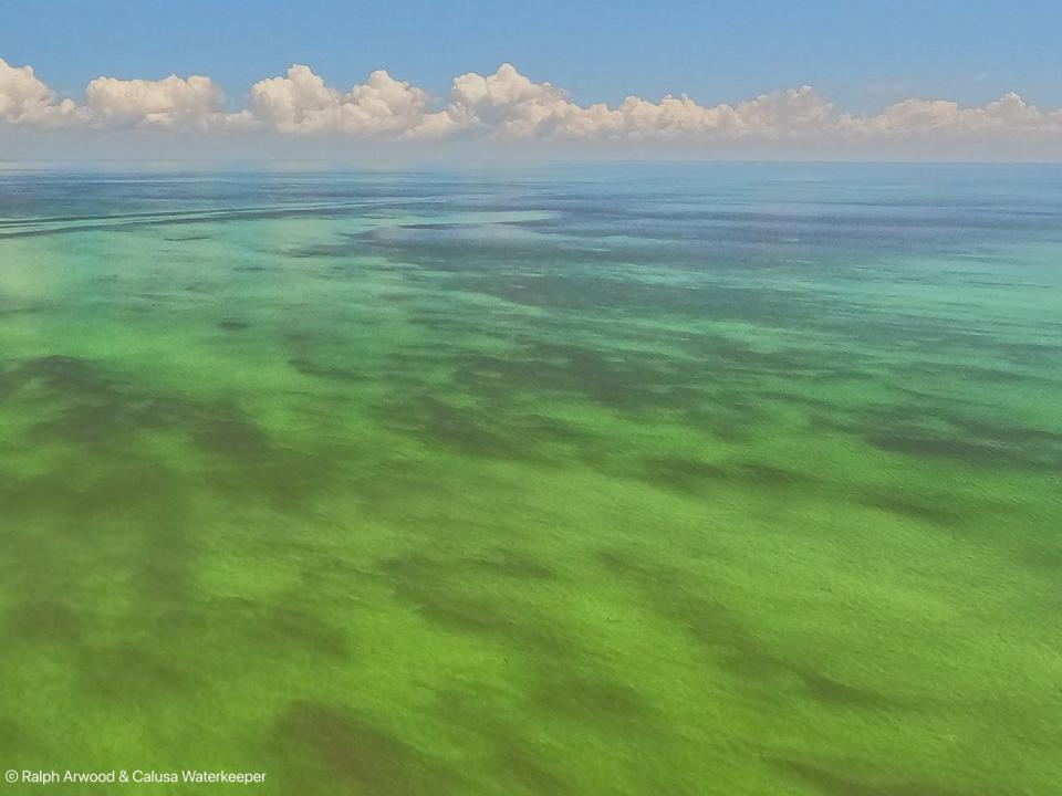 A blue-green algae bloom has overtaken Lake Okeechobee, as shown in this aerial photo from June 9, 2023.