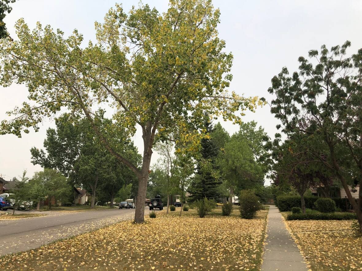 The City of Calgary is expanding its annual tree giveaway program called Branching Out. (Colleen Underwood/CBC - image credit)