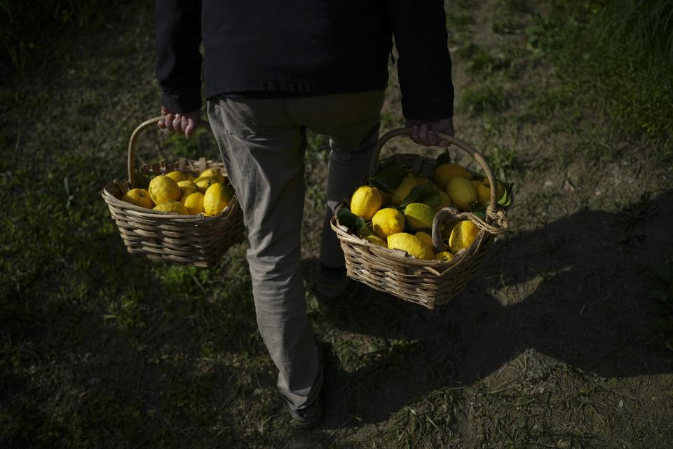 A worker carries baskets full of lemons at Pierre Ciabaud's lemon farm in Menton, France, Friday, March 1, 2024. (AP Photo/Daniel Cole)