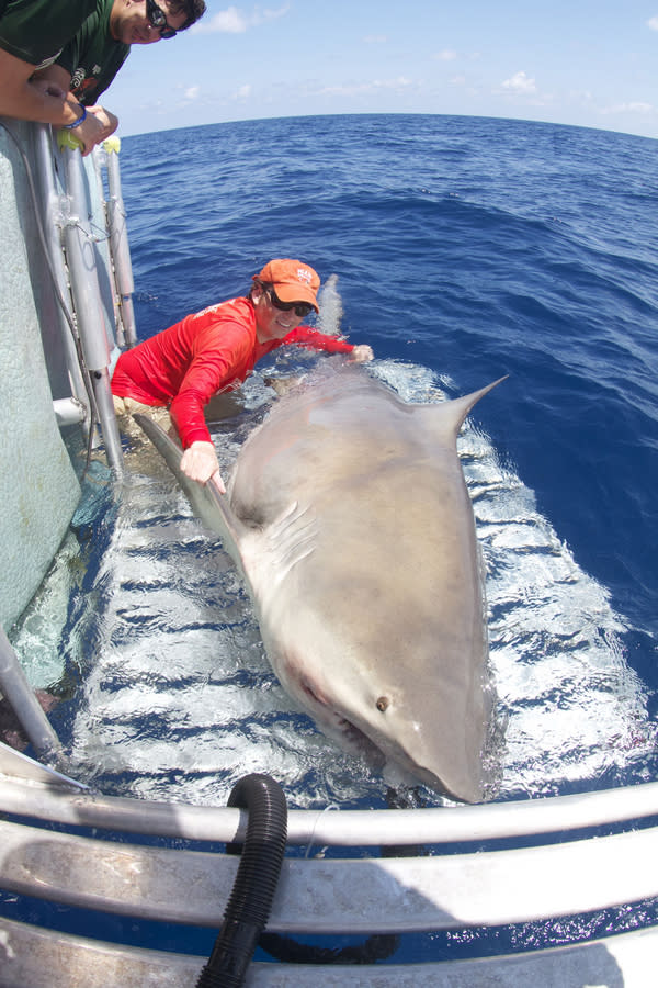 Photo: Giant Bull Shark Surprises Researchers