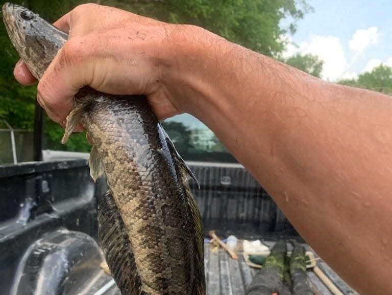 A person holding a northern snakehead fish by the head.