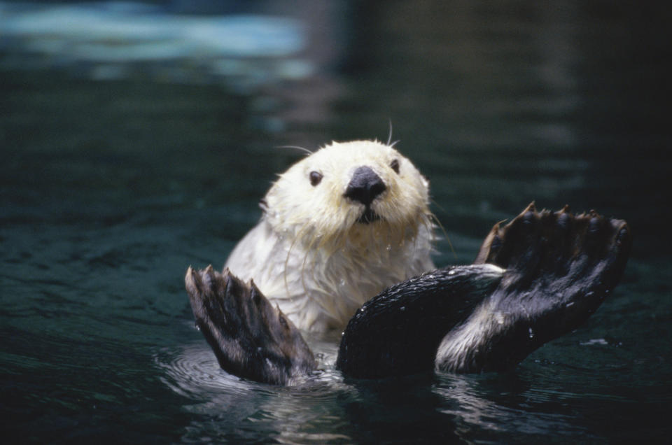 Sea Otter