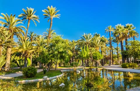 Elche boasts more than 200,000 date palm trees - Credit: GETTY