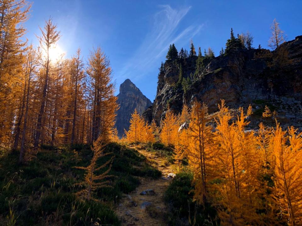 Larch trees line the path to Mummy Lake in Banff National Park.