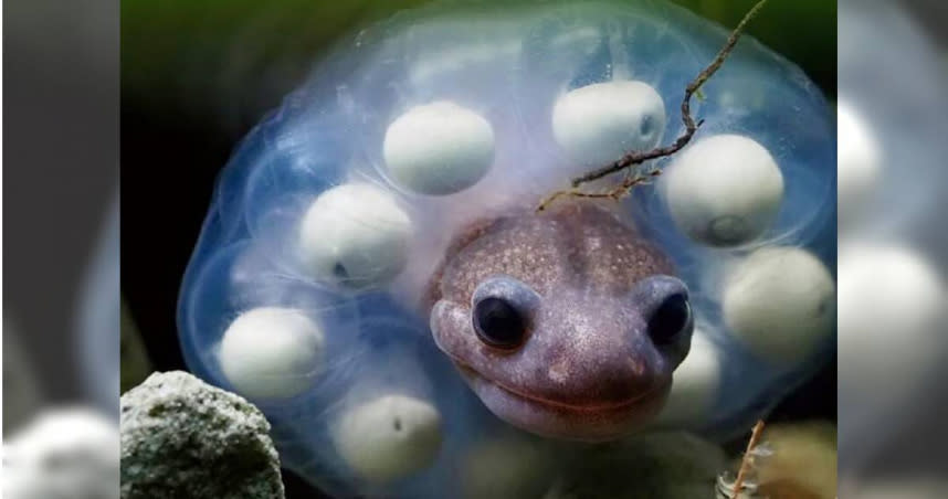 玉山國家公園是孑遺生物阿里山山椒魚海拔分布最高的棲地，舉行山椒魚特展，阿里山山椒魚將卵串套在頭部，護卵行為超萌。（圖／玉山國家公園提供）