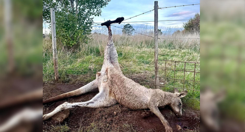 A kangaroo can be seen lying on the ground with its left leg stuck in a barbed wire fence with its lower leg at a 90 degree angle to its upper leg. 