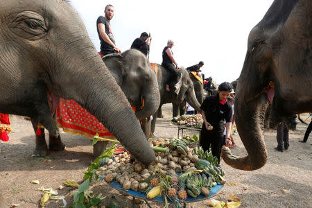 A student feeds elephants during Thailand's national elephant day celebration in the ancient city of Ayutthaya March 13, 2017. REUTERS/Chaiwat Subprasom