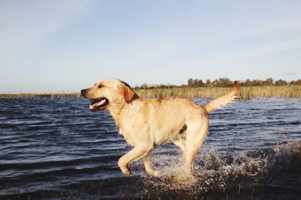 Your pets can get heatstroke too. Photo: Getty